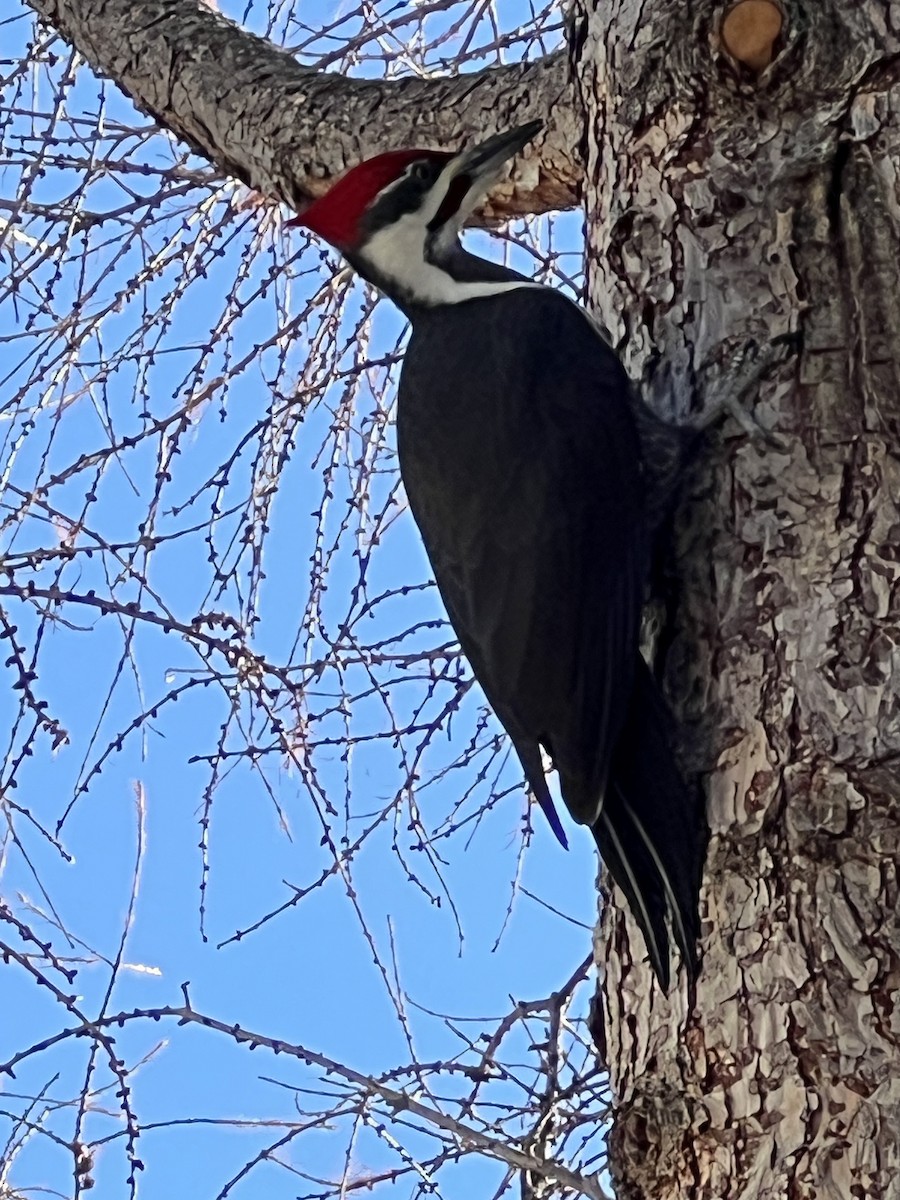 Pileated Woodpecker - ML638687413