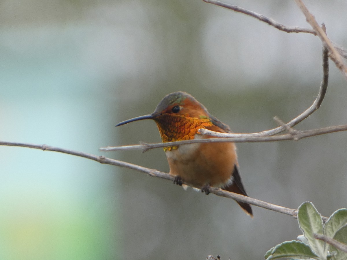 Colibrí de Allen - ML638687431
