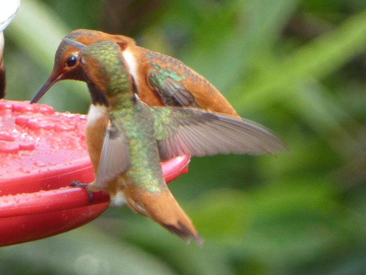 Colibrí de Allen - ML638687432
