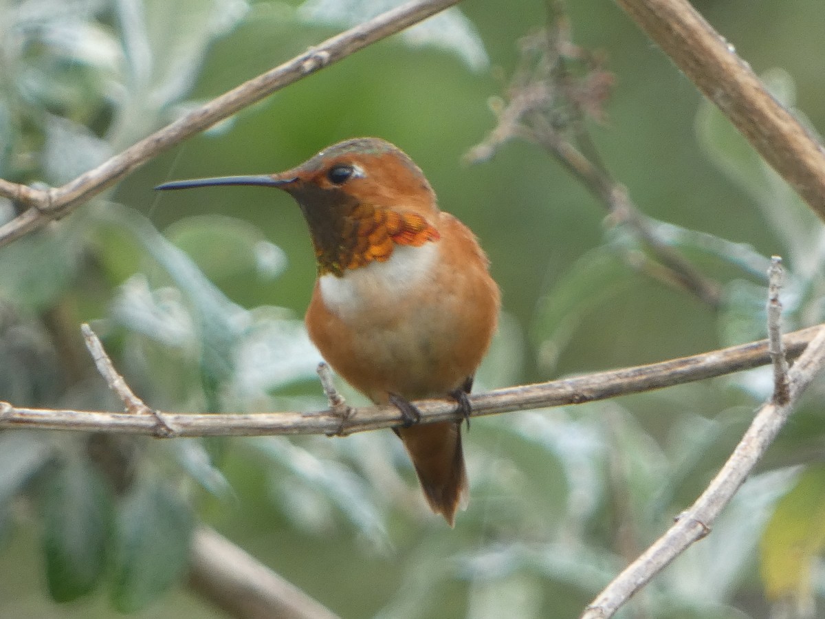 Colibrí de Allen - ML638687433