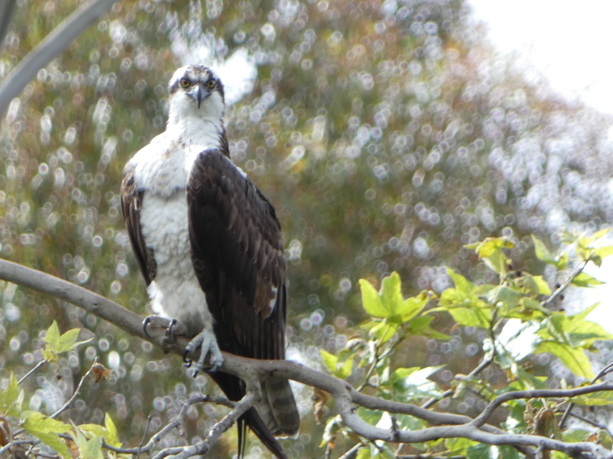 Águila Pescadora - ML638687470