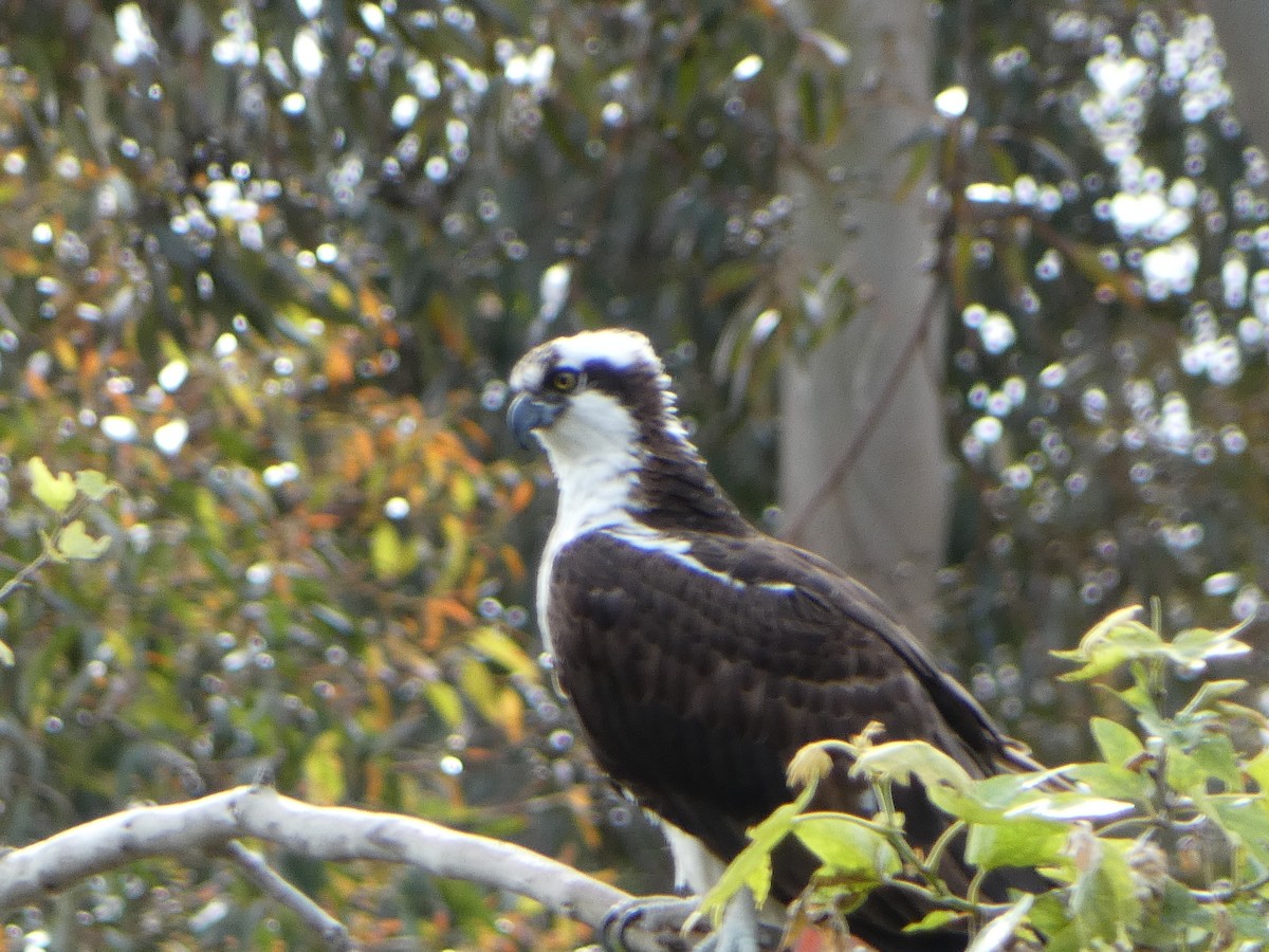 Águila Pescadora - ML638687471