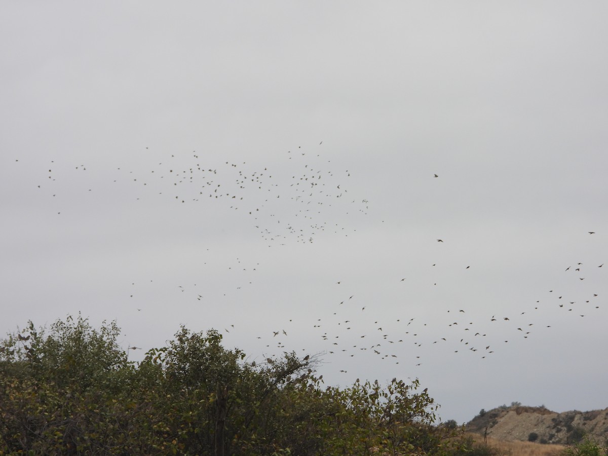 Sulphur-throated Finch - ML638687517