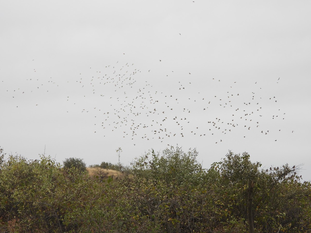 Sulphur-throated Finch - ML638687518