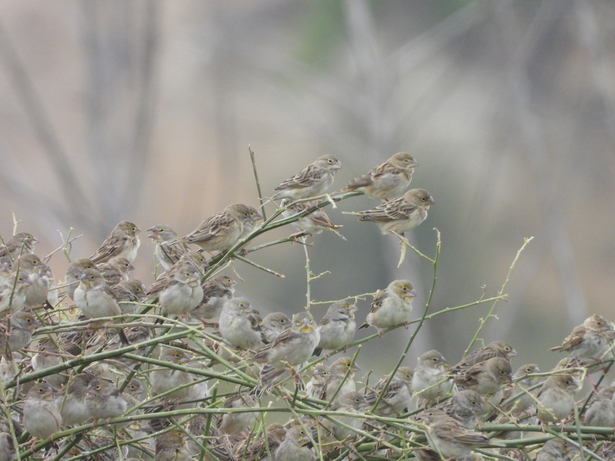 Sulphur-throated Finch - ML638687520