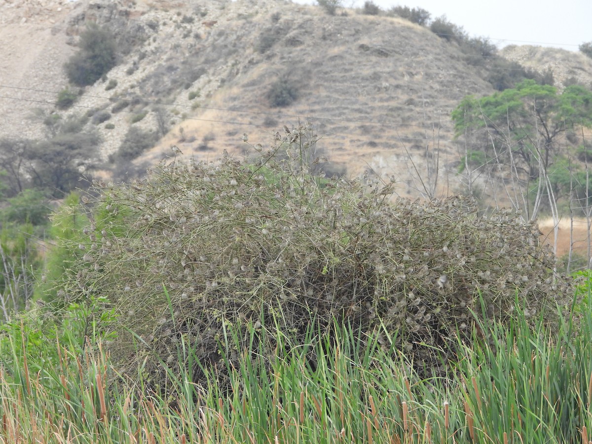 Sulphur-throated Finch - ML638687521