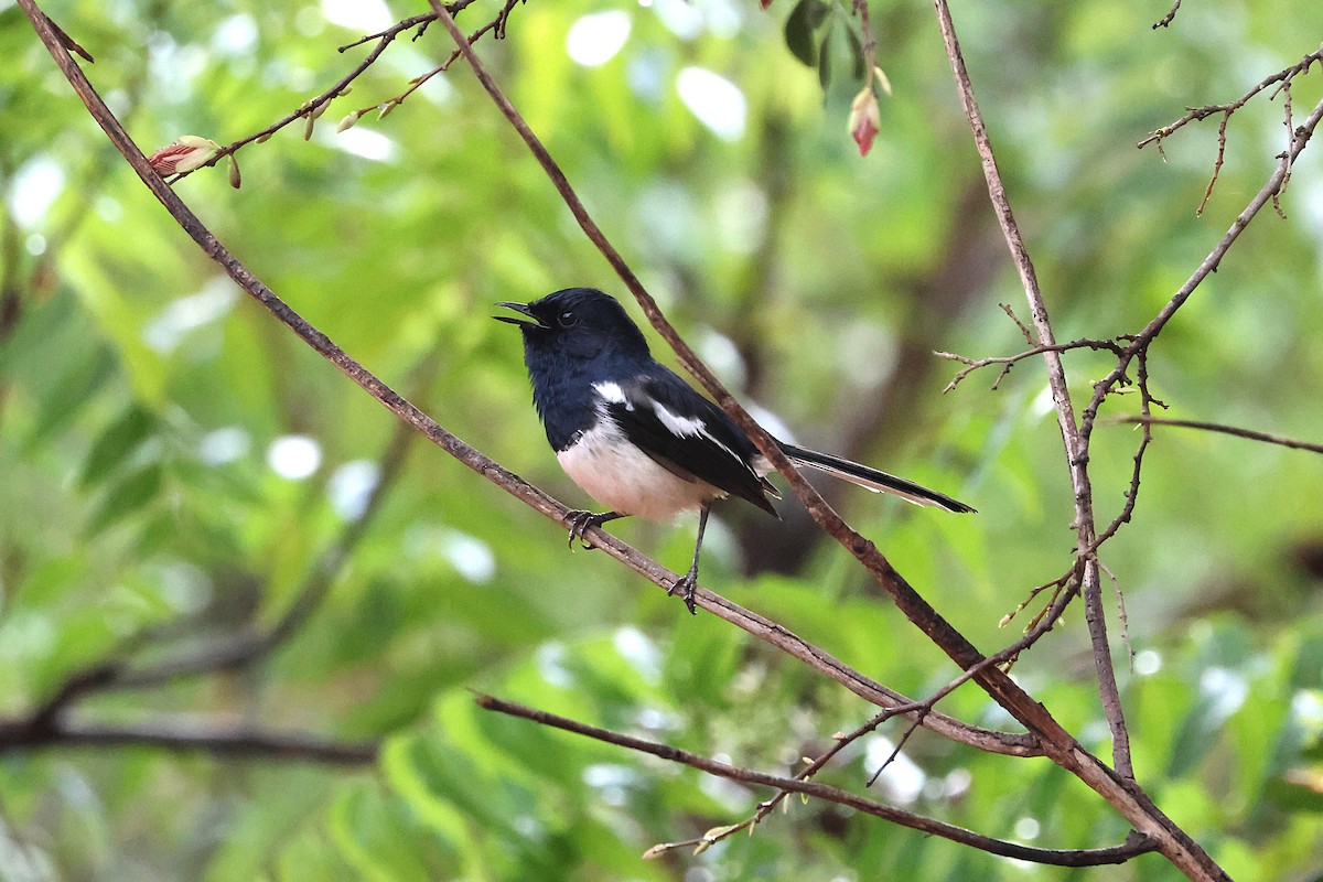 Madagascar Magpie-Robin - ML638687577