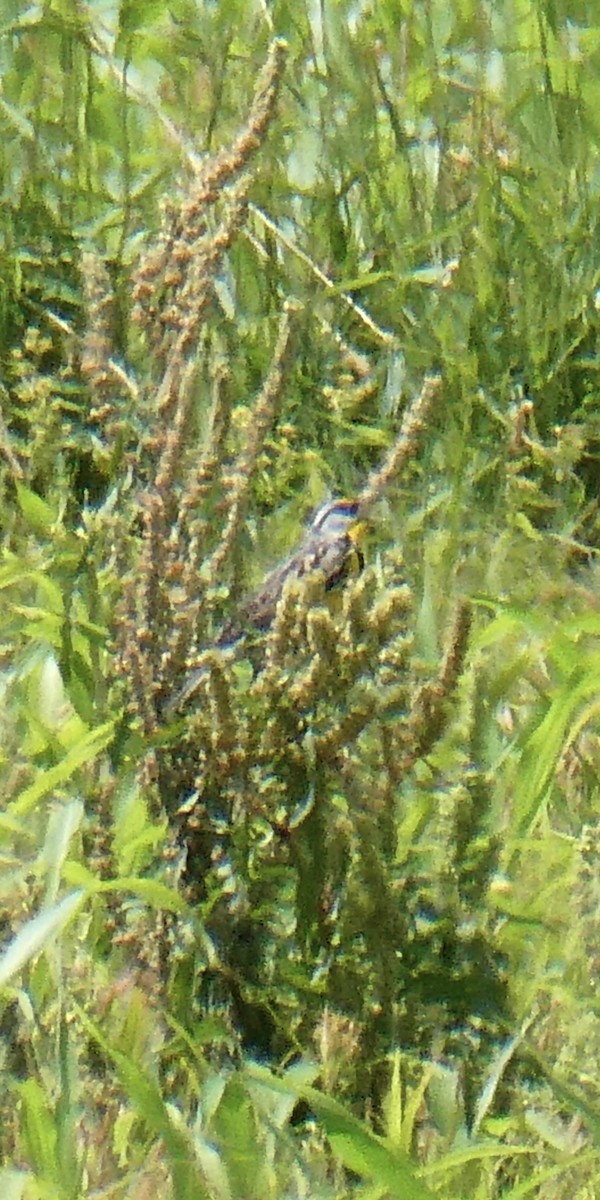 englerketrupial - ML638687612