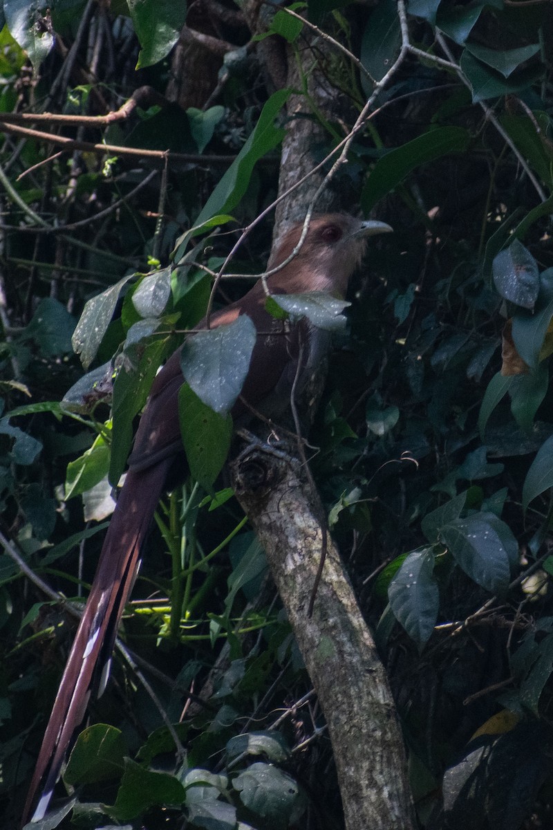 Squirrel Cuckoo - ML638687638