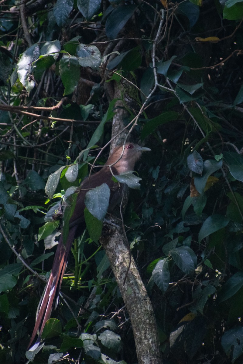Squirrel Cuckoo - ML638687639