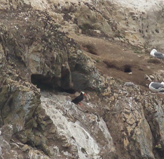 Tufted Puffin - ML638687660