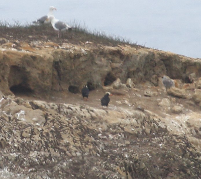 Tufted Puffin - ML638687661