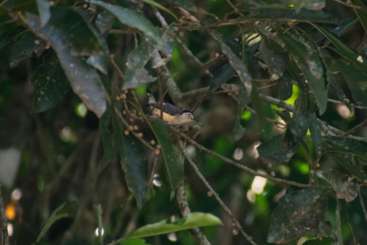 Creamy-bellied Gnatcatcher - ML638687667