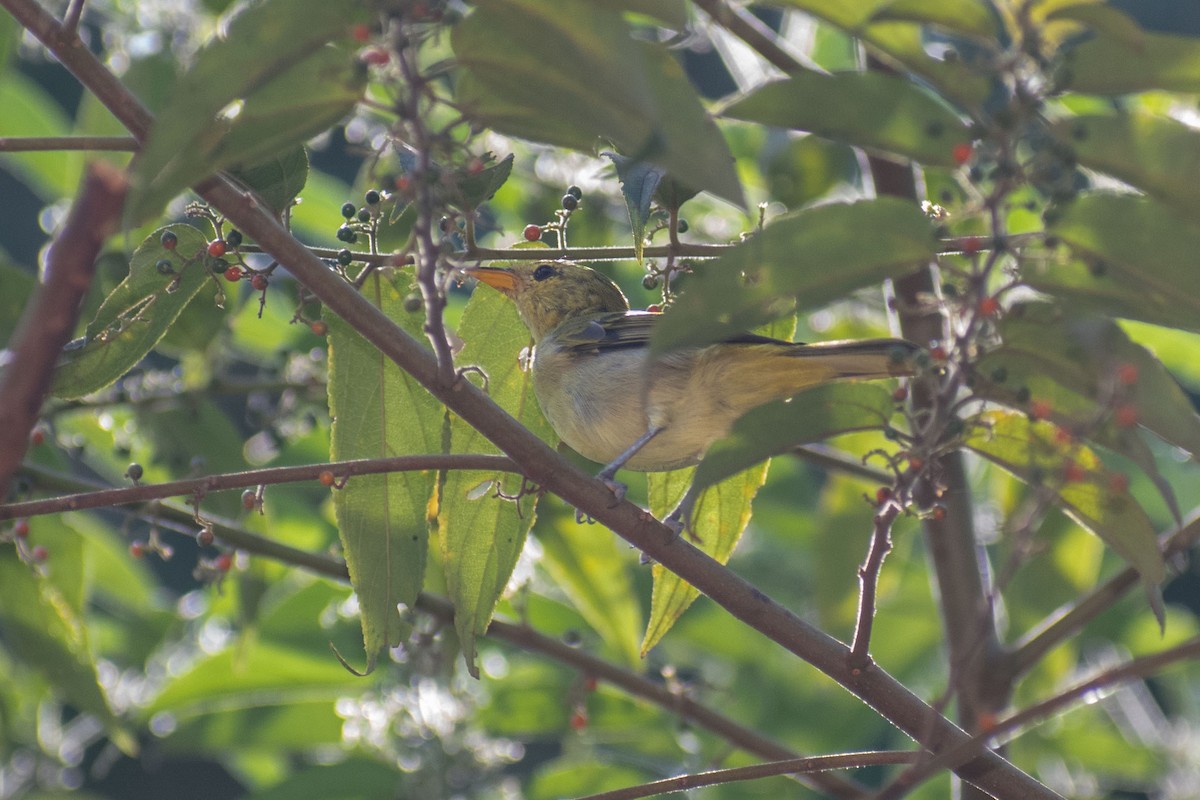 Guira Tanager - ML638687691