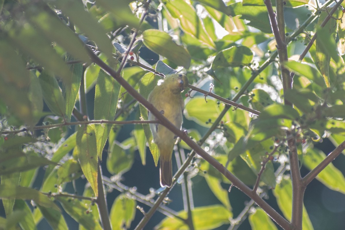 Guira Tanager - ML638687692
