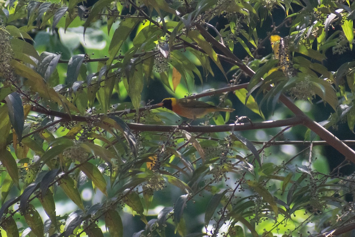 Guira Tanager - ML638687693