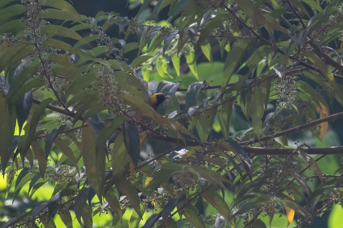 Guira Tanager - ML638687694