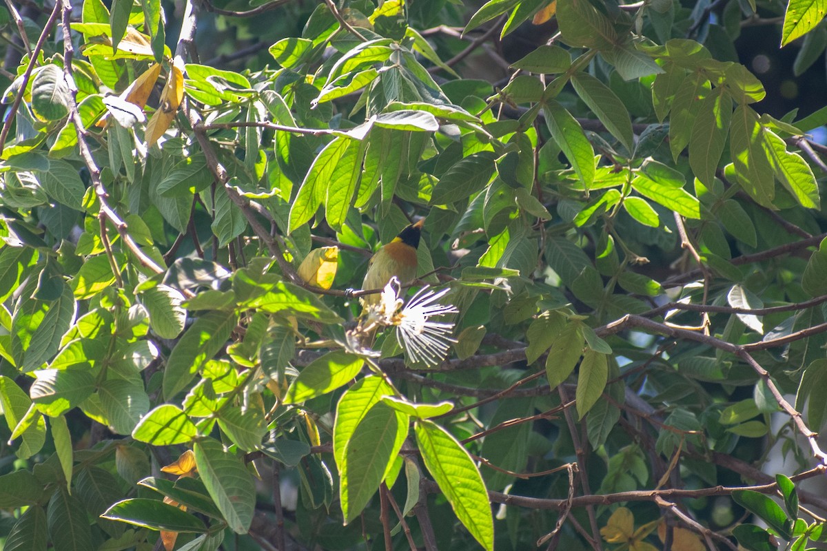 Guira Tanager - ML638687695