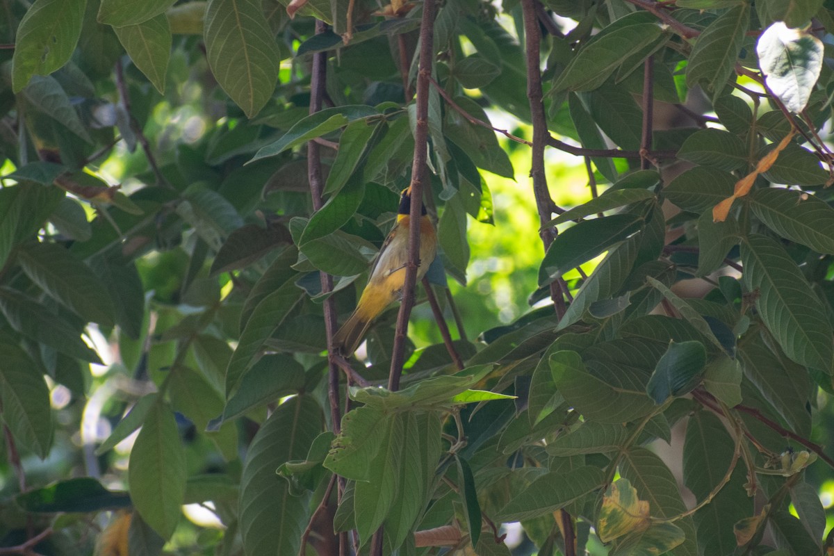 Guira Tanager - ML638687696