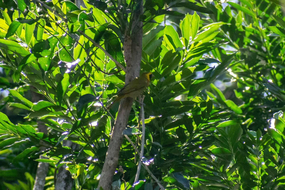 Guira Tanager - ML638687698