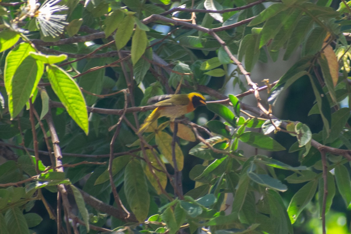 Guira Tanager - ML638687699