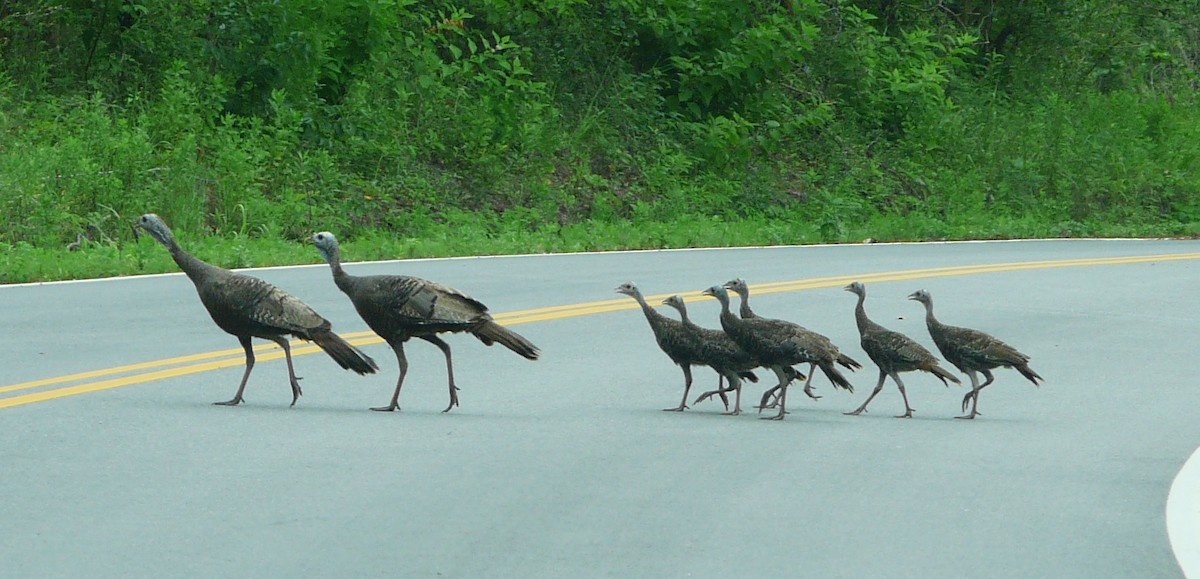 Wild Turkey - ML638687717