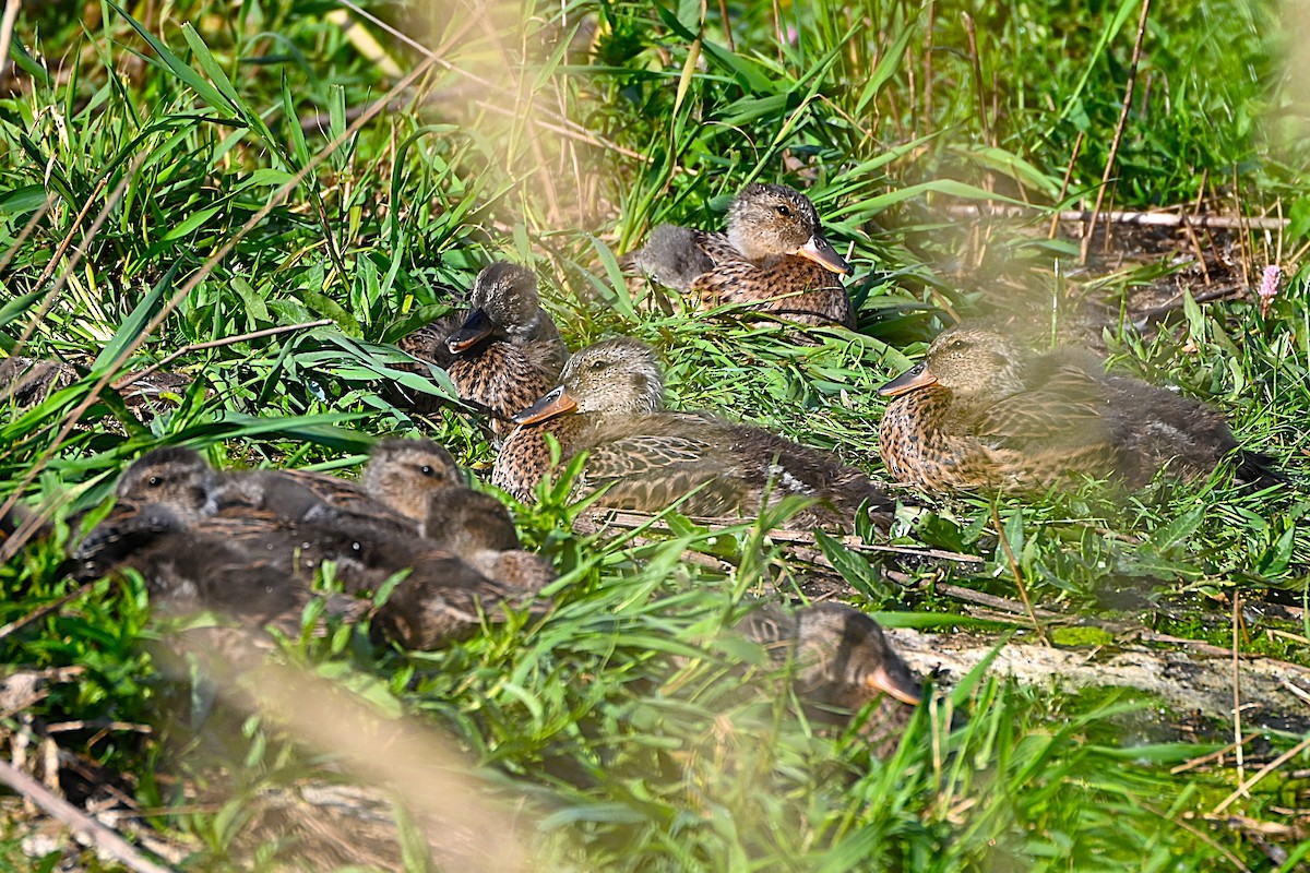 Gadwall - ML638687739