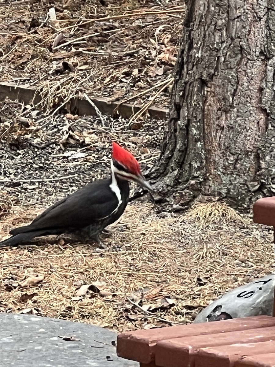Pileated Woodpecker - ML638687760