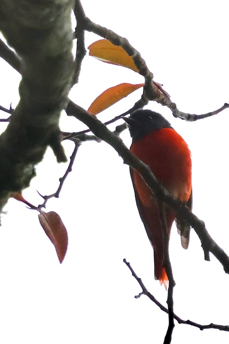 Gray-chinned Minivet (Gray-throated) - ML638687797