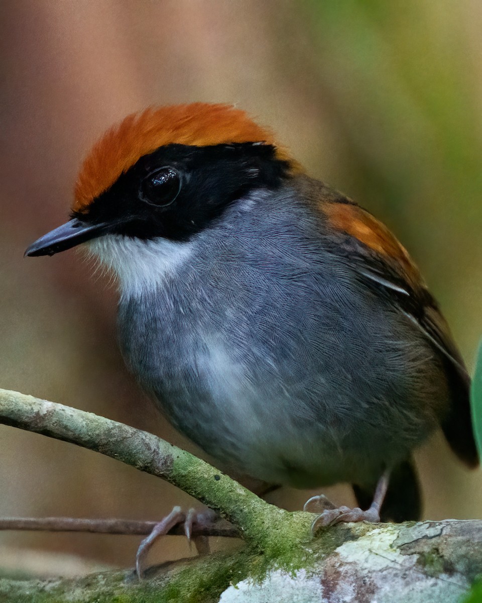 Black-cheeked Gnateater - ML638687826
