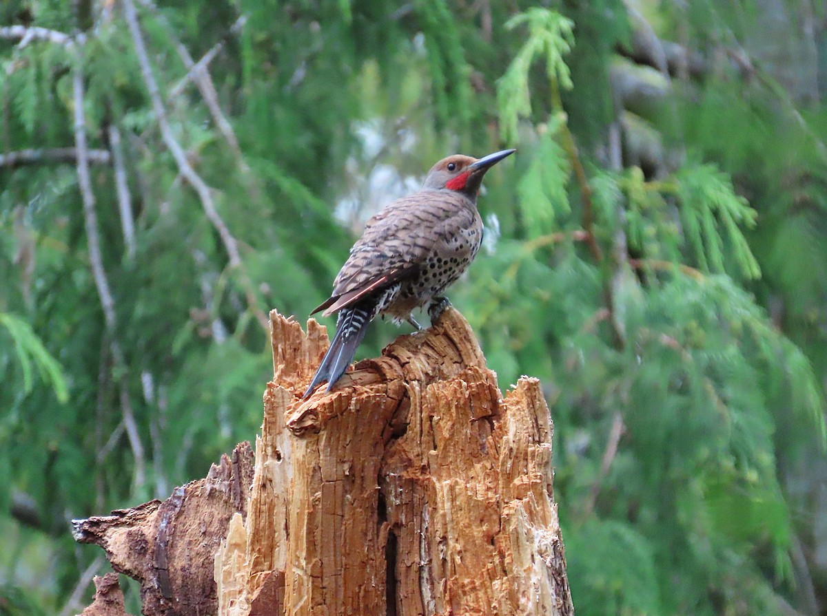 Northern Flicker - ML638687835