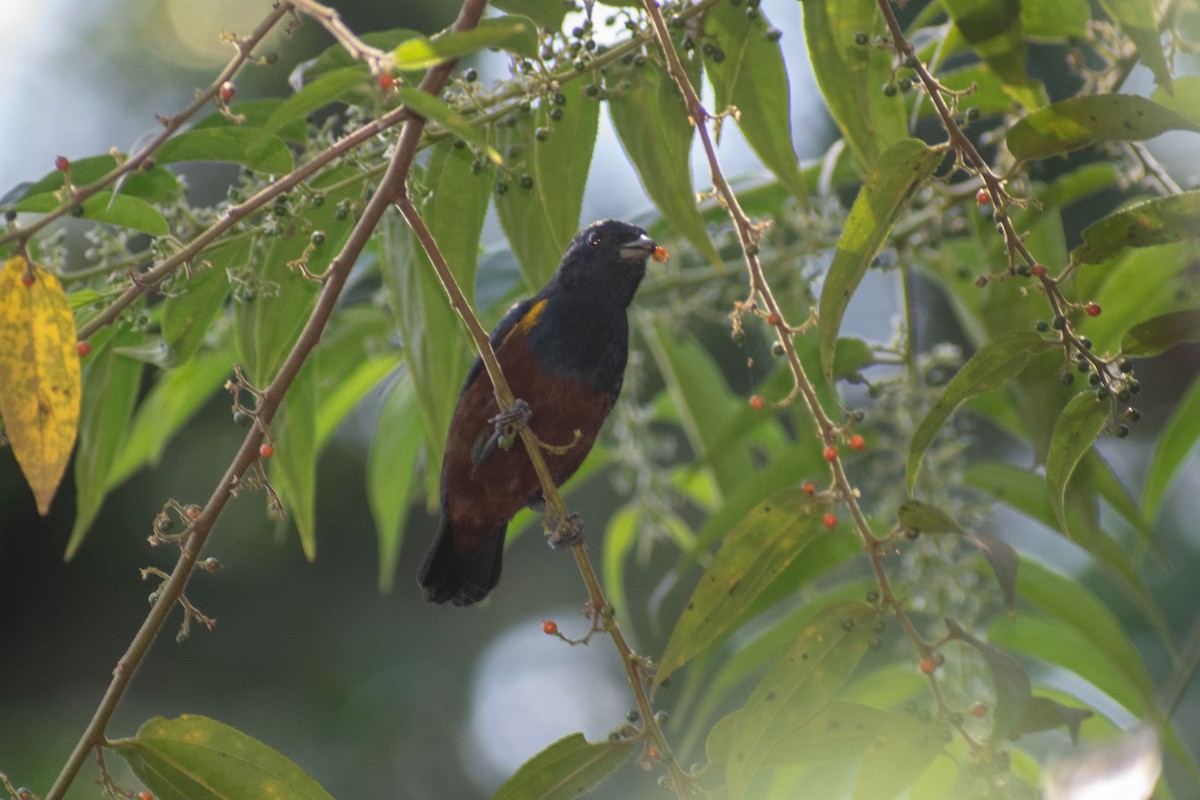 Chestnut-bellied Euphonia - ML638687855