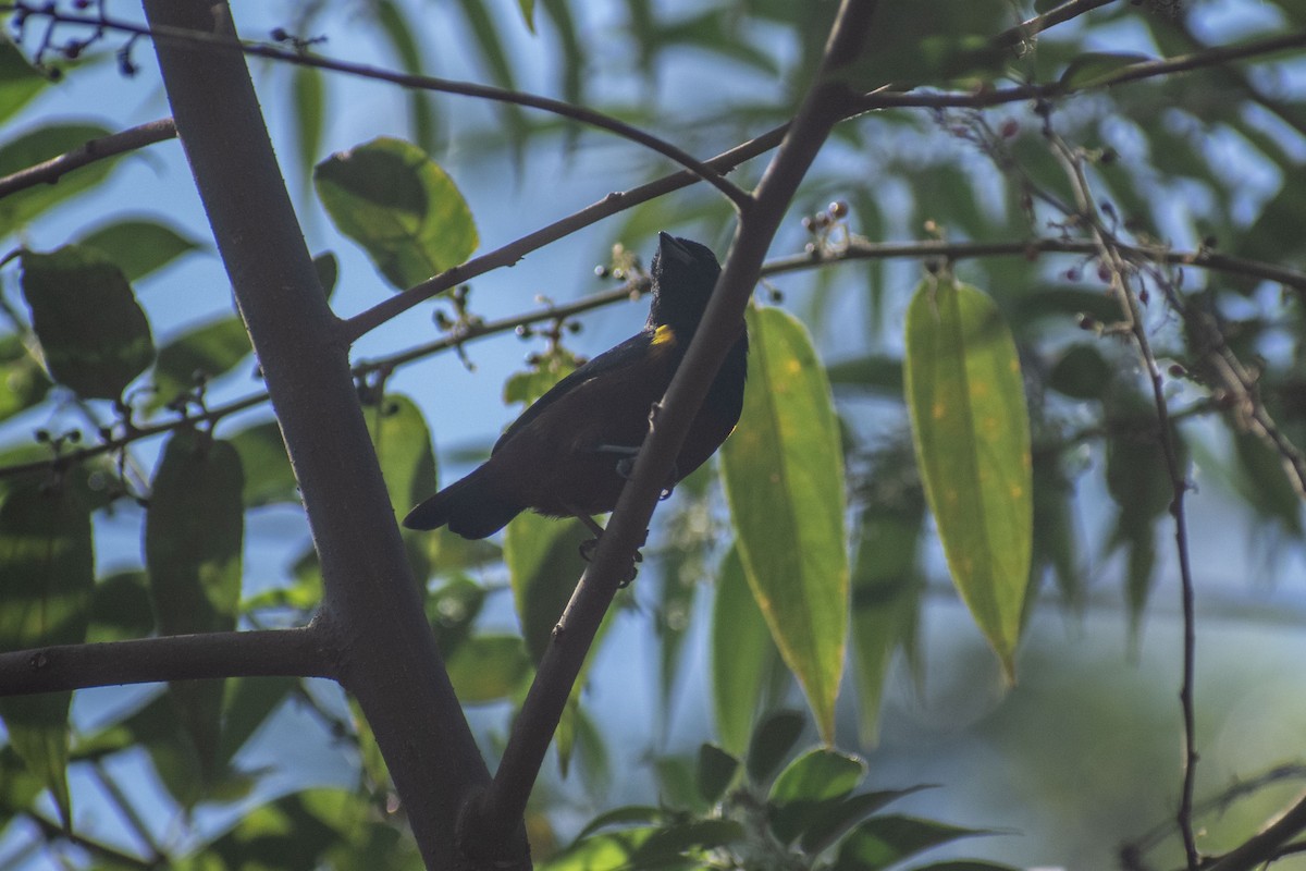 Chestnut-bellied Euphonia - ML638687856