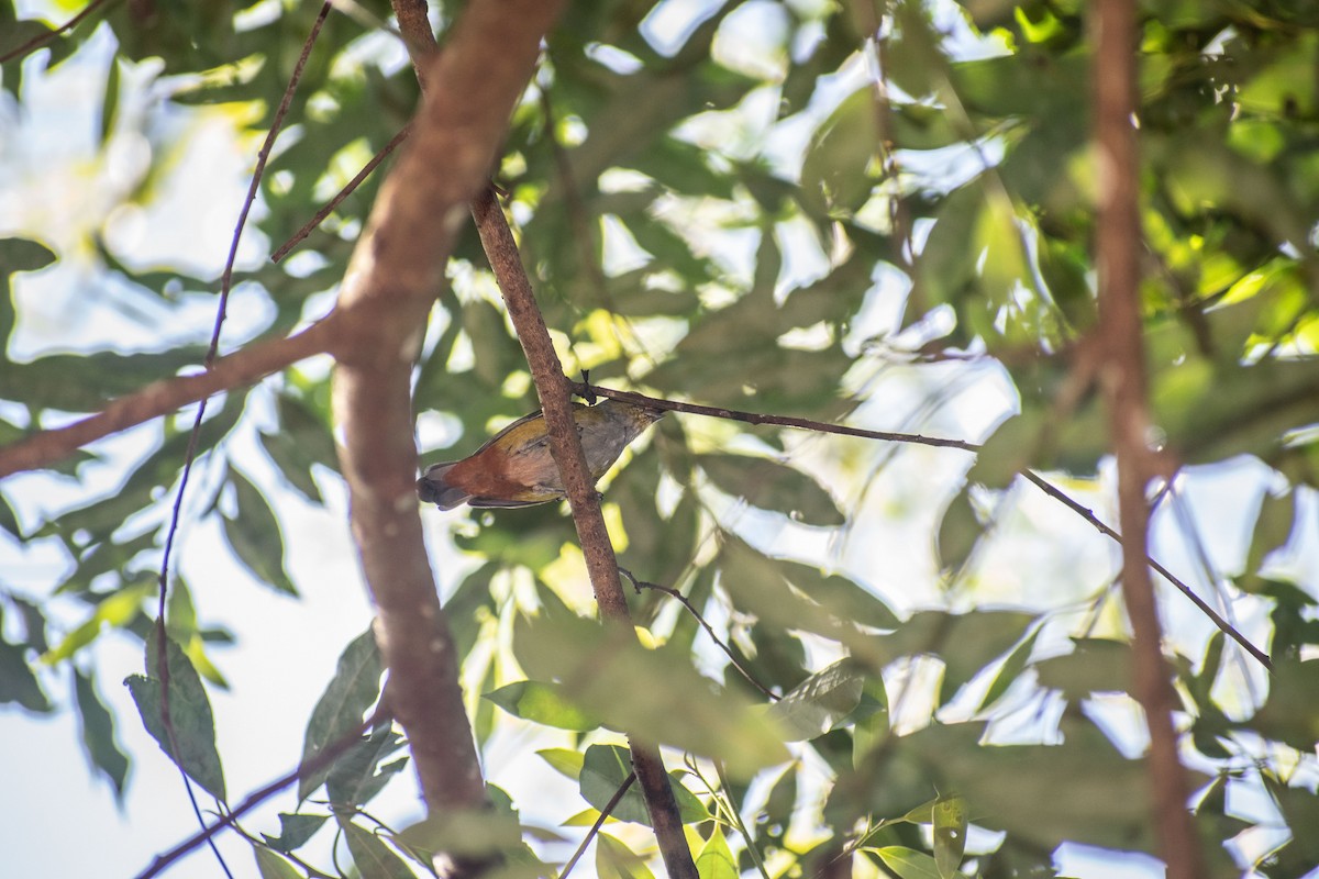 Chestnut-bellied Euphonia - ML638687857