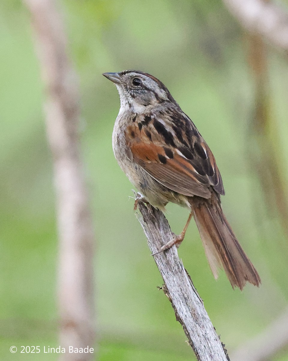 Swamp Sparrow - ML638687860