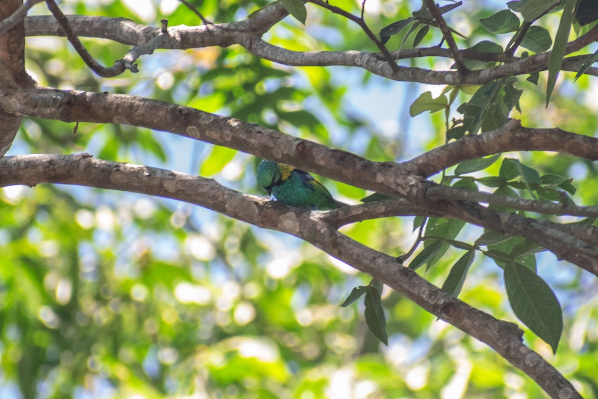 Green-headed Tanager - ML638687864