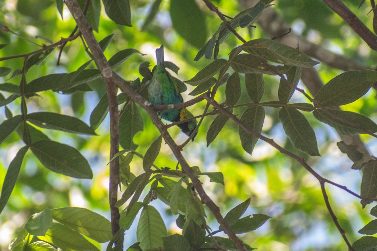 Green-headed Tanager - ML638687866