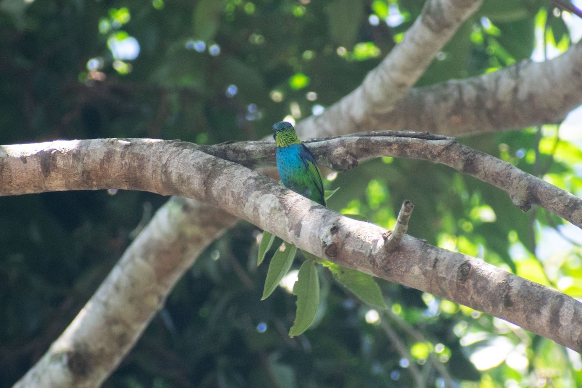 Green-headed Tanager - ML638687867