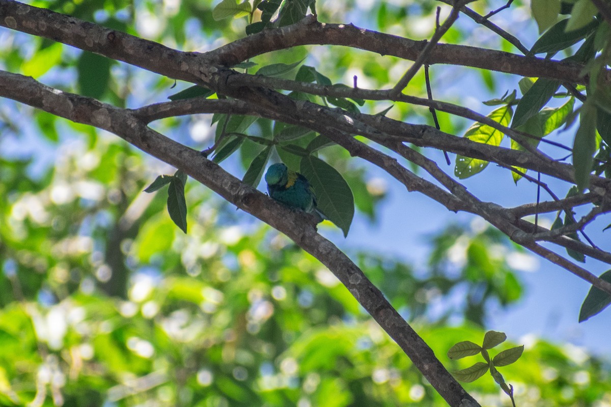 Green-headed Tanager - ML638687868