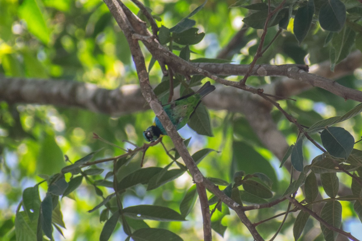 Green-headed Tanager - ML638687869