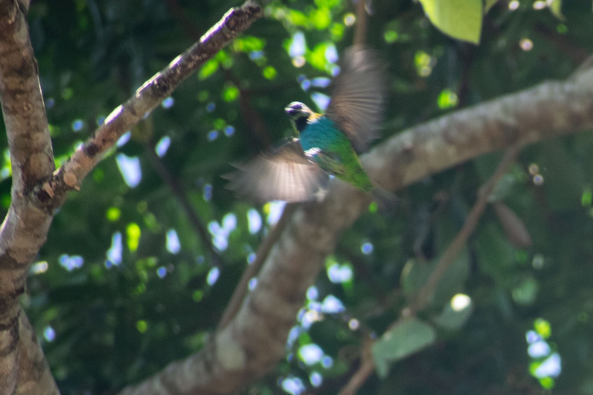 Green-headed Tanager - ML638687870