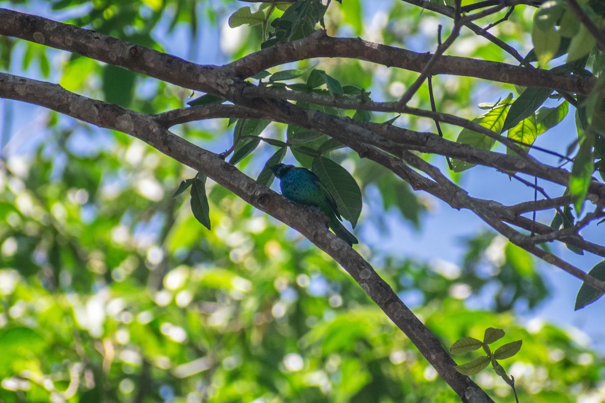 Green-headed Tanager - ML638687871