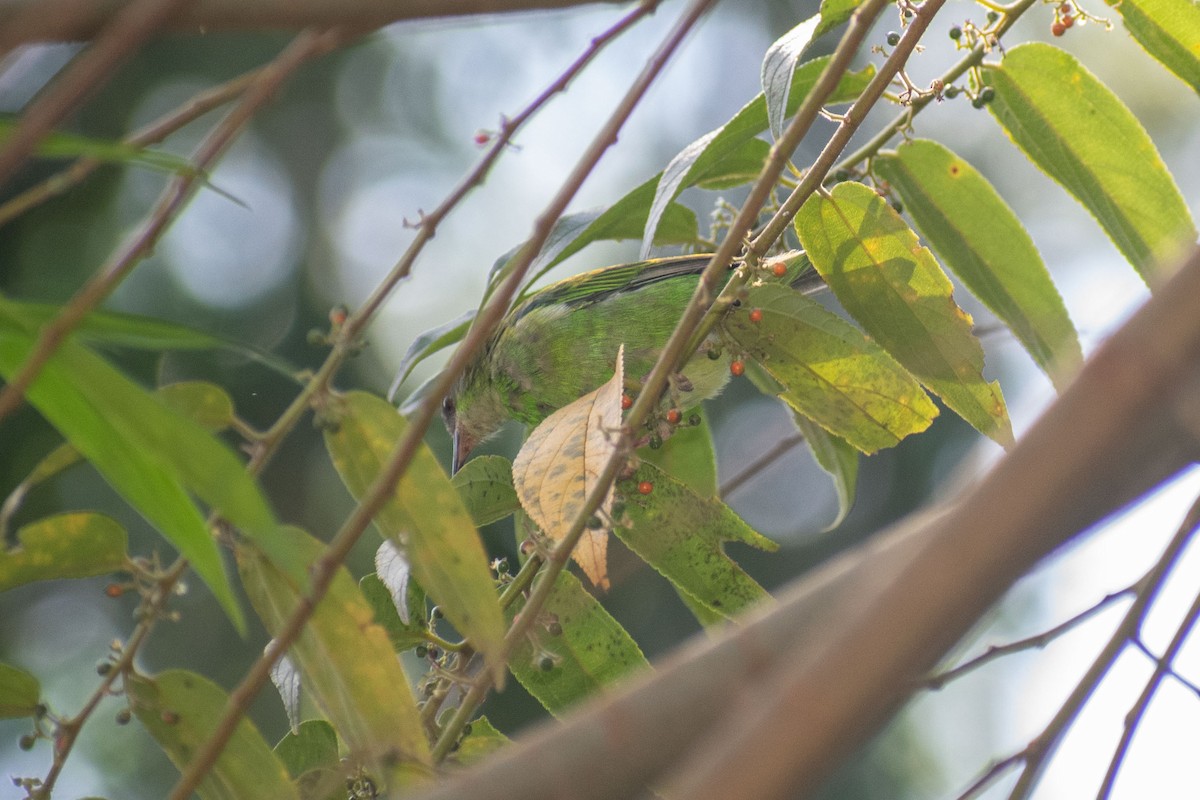 Blue Dacnis - ML638687899