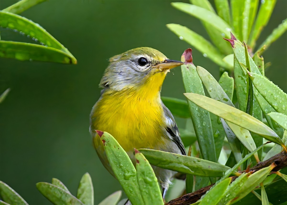 Northern Parula - ML638687905