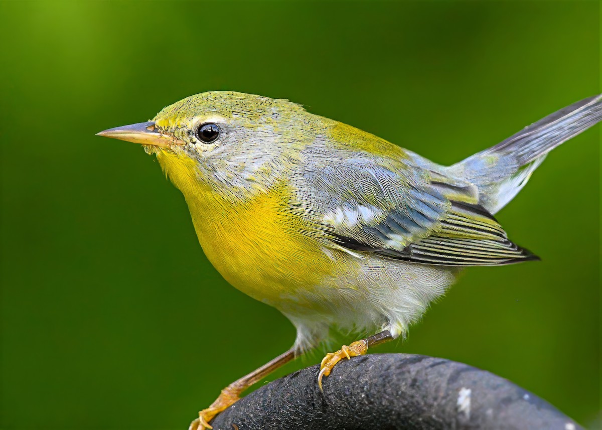 Northern Parula - ML638687906