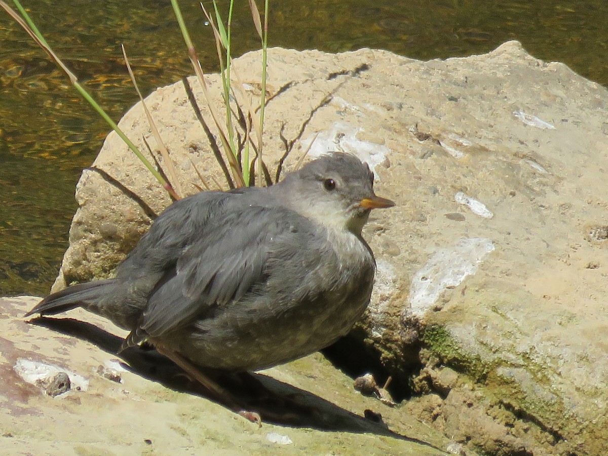 American Dipper - ML638687909