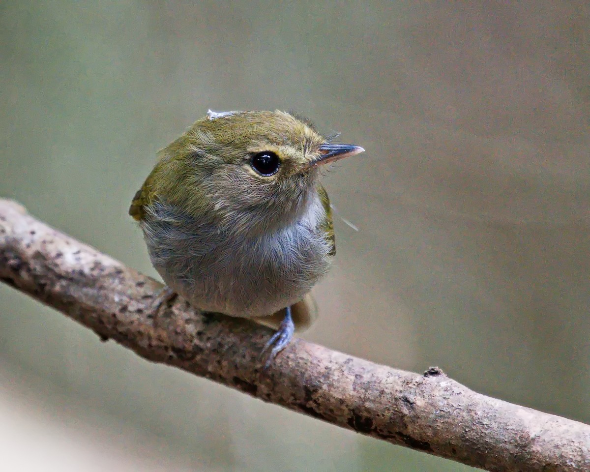 Drab-breasted Pygmy-Tyrant - ML638687918