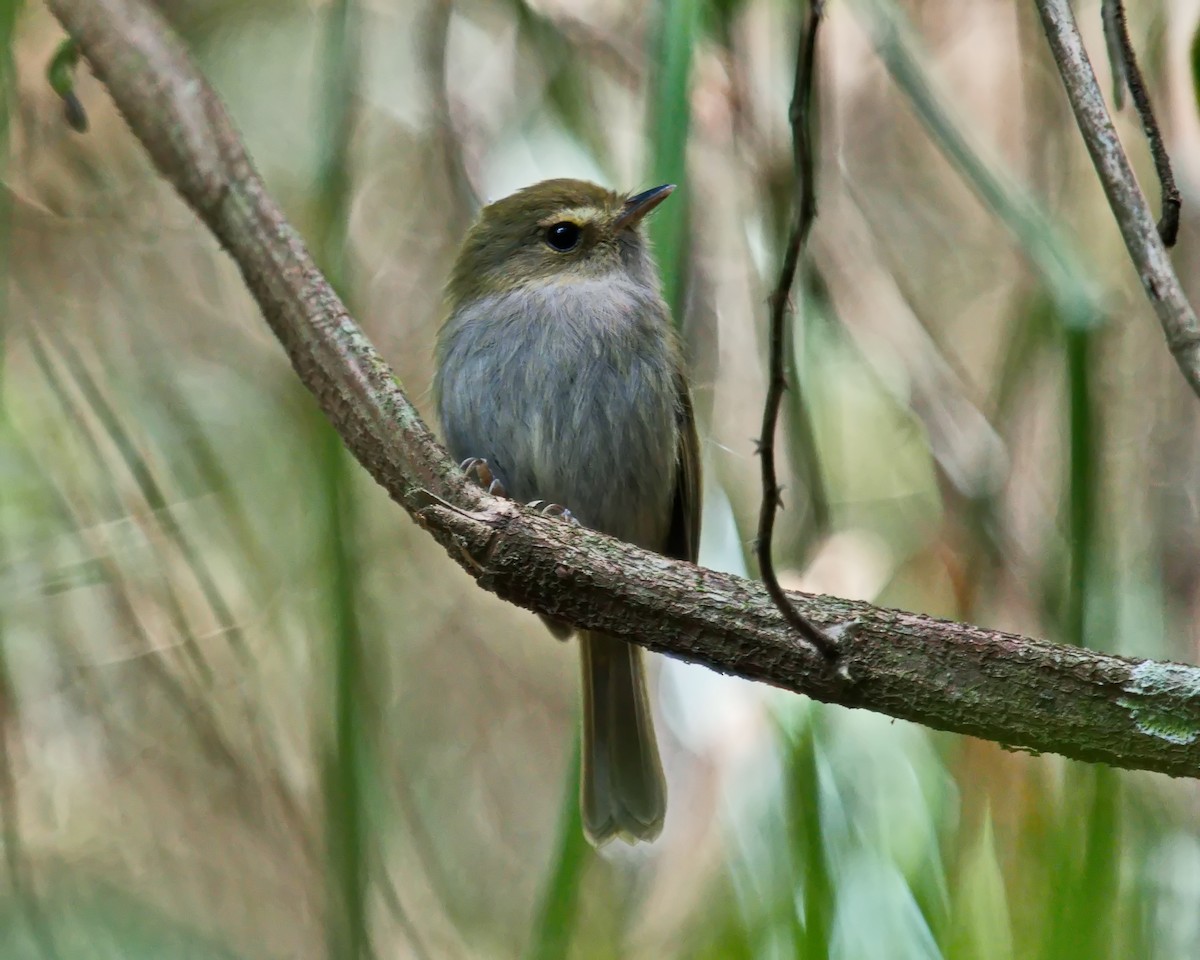 Drab-breasted Pygmy-Tyrant - ML638687933