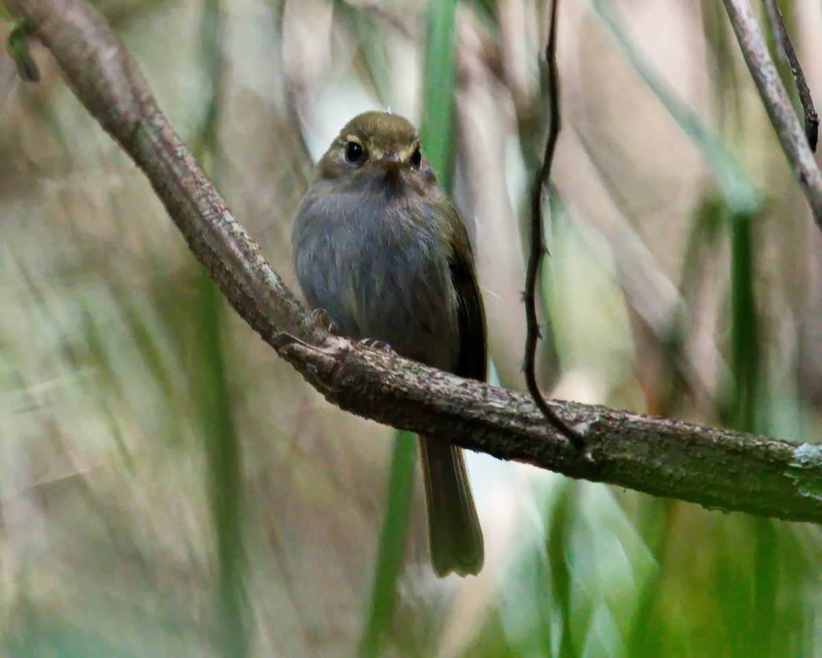Drab-breasted Pygmy-Tyrant - ML638687934