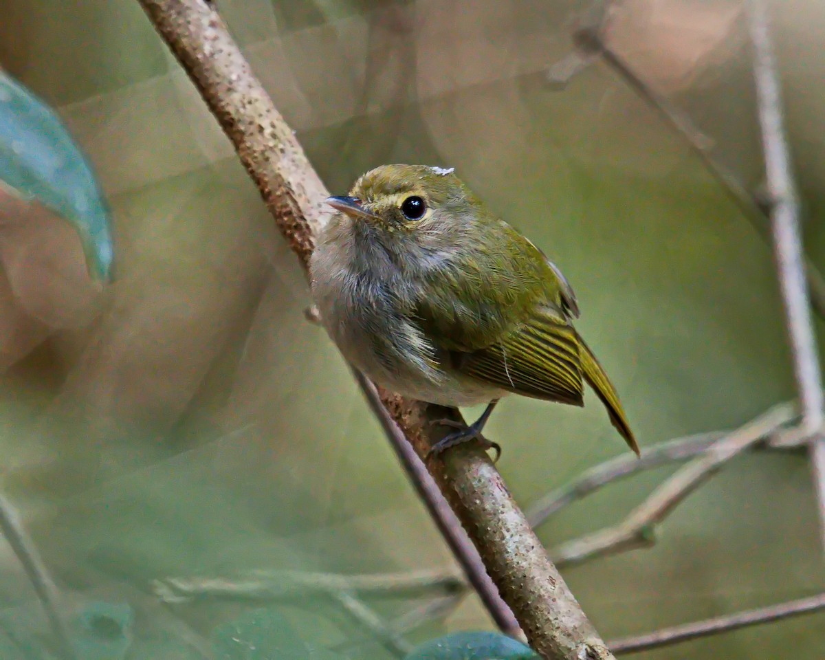 Drab-breasted Pygmy-Tyrant - ML638687935